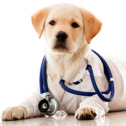 Guide To Canine Parasites And Diseases